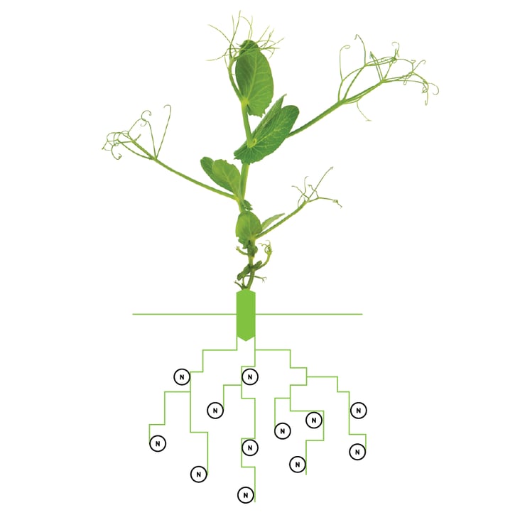 Yellow pea sprout with scientific nitrogen bubbles as its roots.