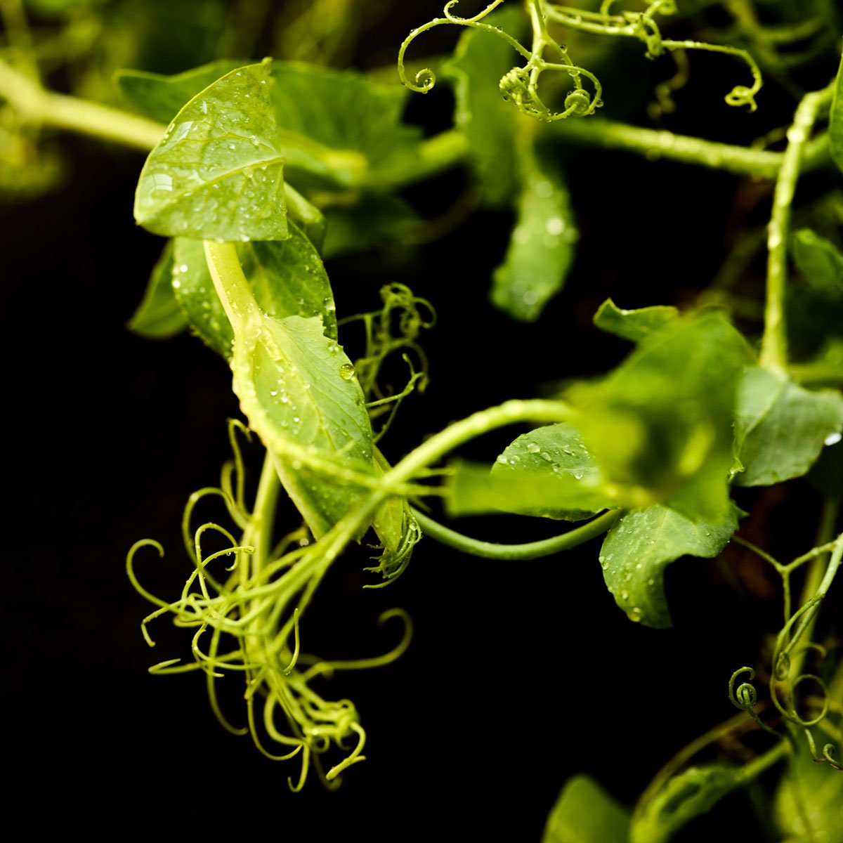 Yellow field pea tendrils on black backdrop.