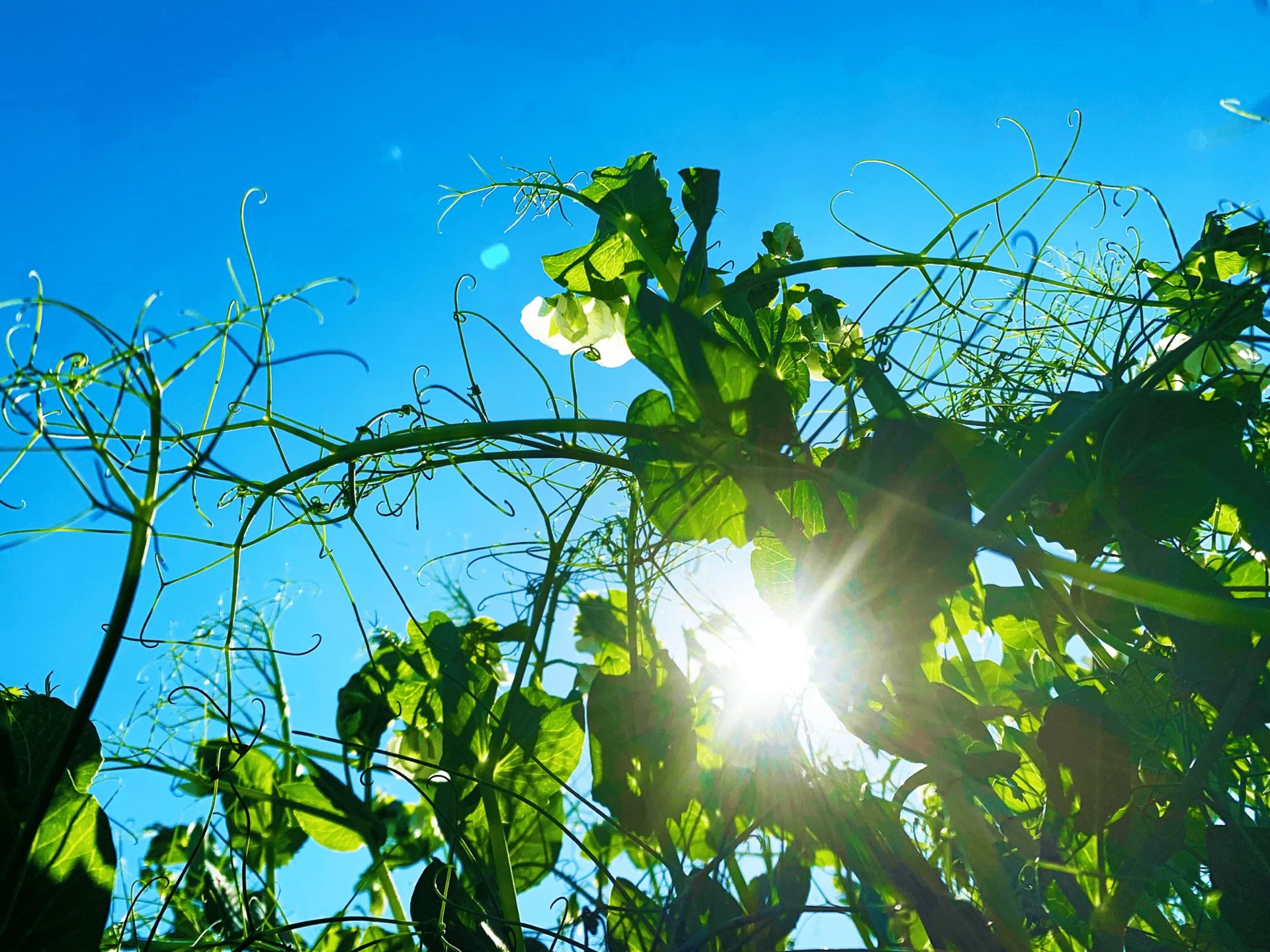 Puris_non-GMO_yellow_field_pea_plant
