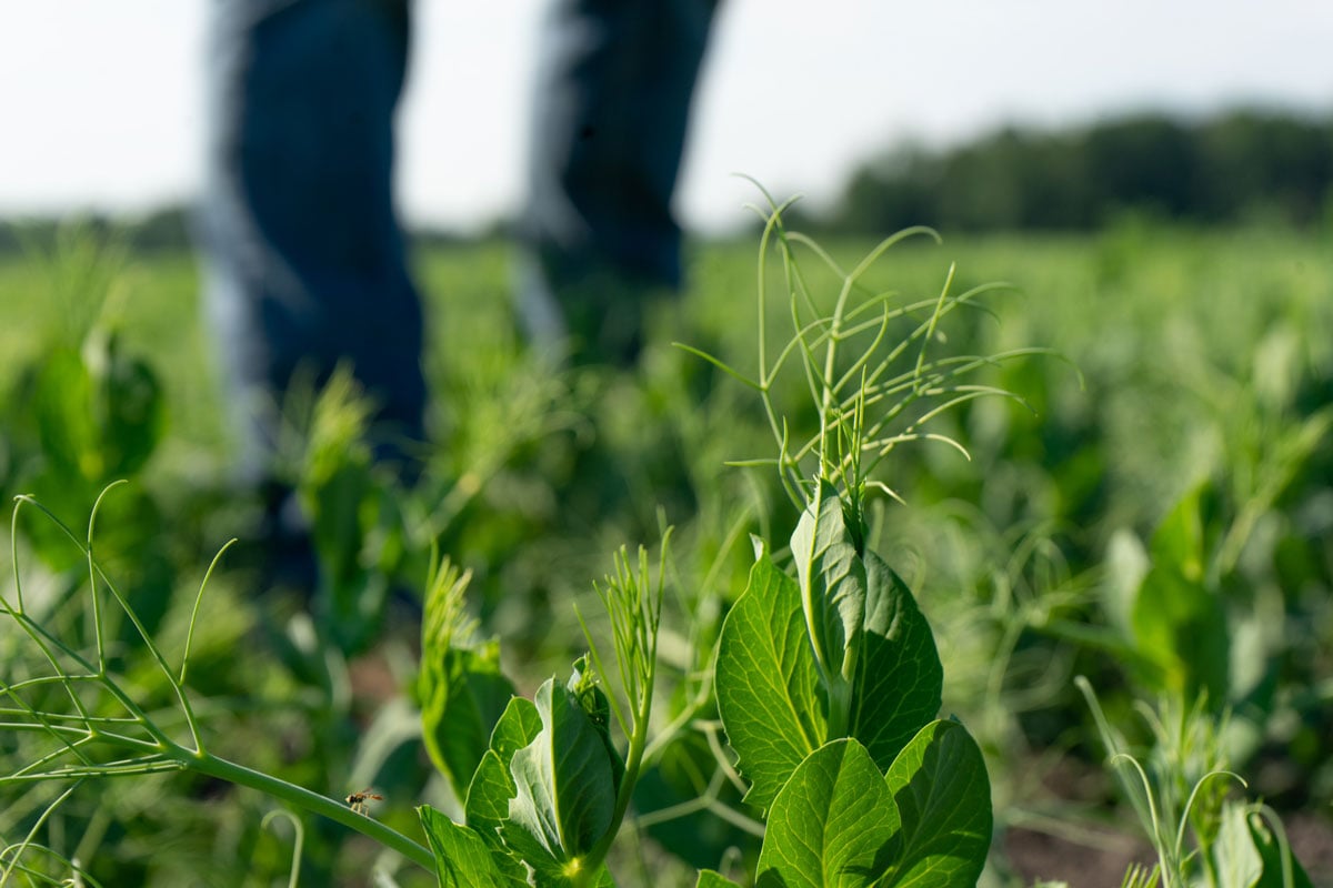Yellow field pea sprouts grow out of field with farmer standing in the background.