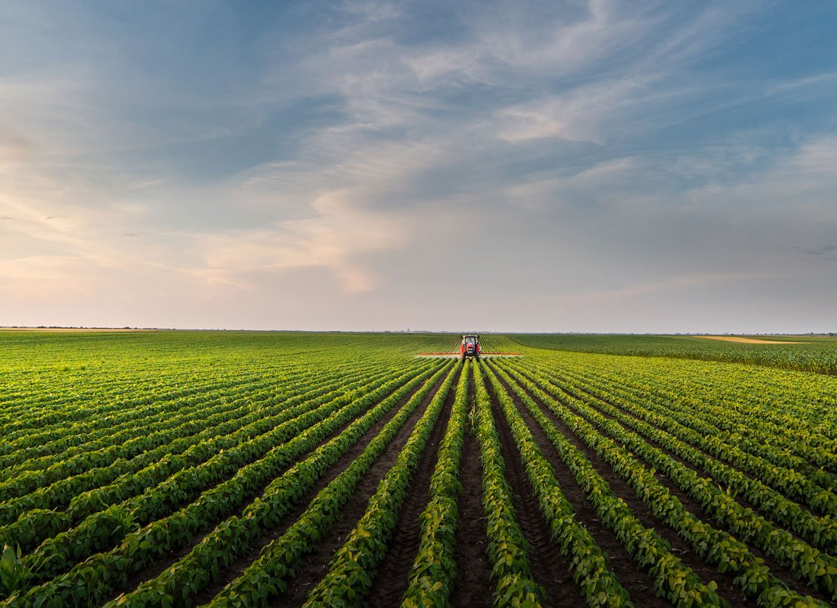 Tractor drives through green rows of soybeans under blue sky.