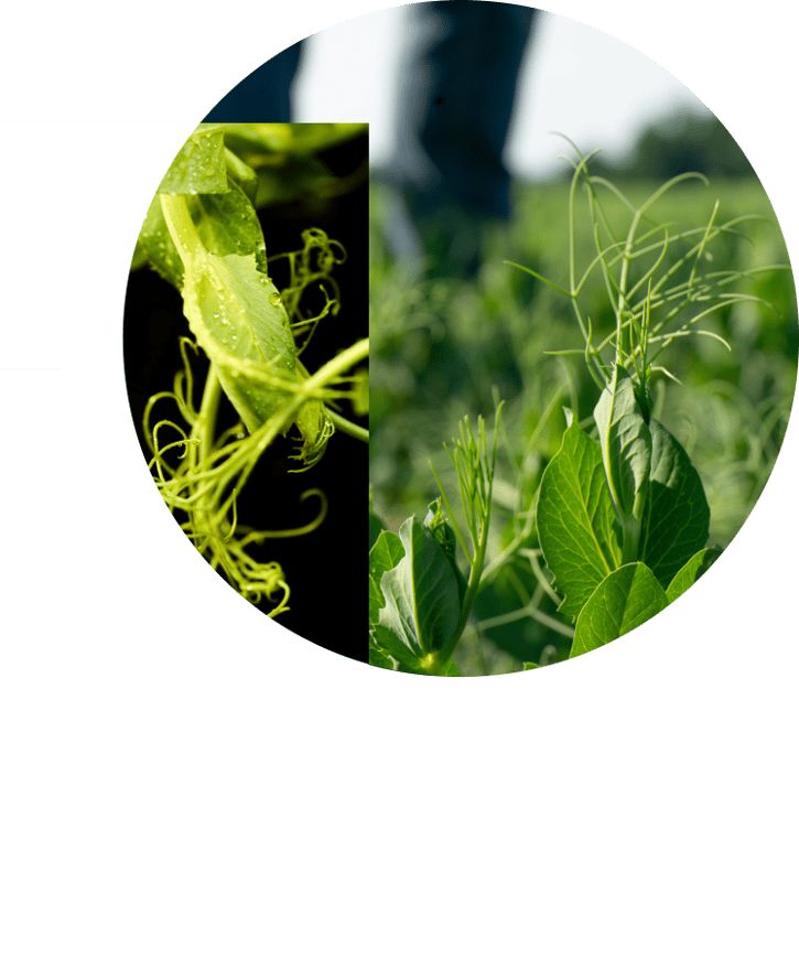 Yellow field peas grow in field while farmer stands nearby.