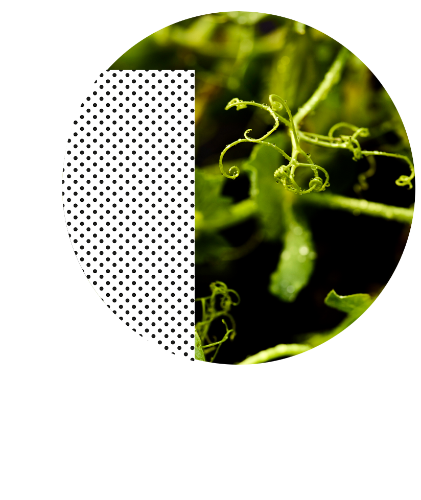 PURIS non-gmo soybean seed