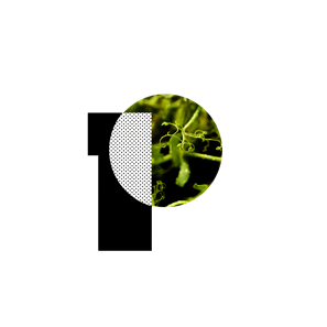 PURIS Yellow Field Pea Seed PP-1804